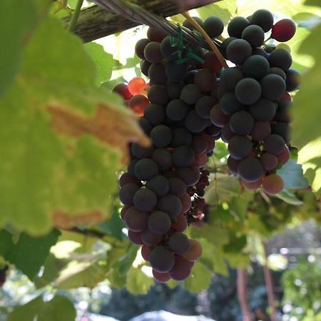 Apartman Ana Novi Vinodolski Zewnętrze zdjęcie