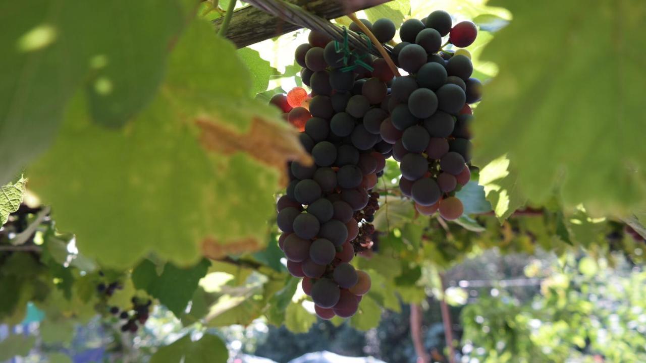 Apartman Ana Novi Vinodolski Zewnętrze zdjęcie